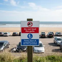Do Not Feed the Gulls - Please Place All Unwanted Food in the Bins